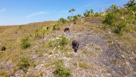Búfalos-Pastando-Sobre-Montañas-En-El-Oeste-De-La-Isla-De-Sumba,-Nusa-Tenggara-Oriental,-Indonesia