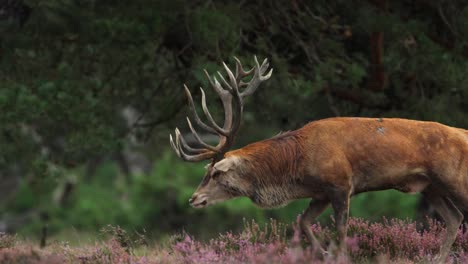 Large-red-deer-bows-head-attracting-mate-during-rutting-season,-telephoto-tracking-view