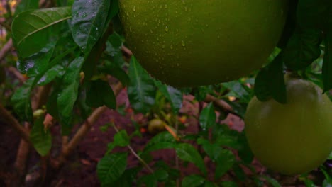 Langsames-Hochkippen-Zeigt-Eine-Aufnahme-Der-Riesigen-Wunderfrucht,-Die-Auch-Als-Kalebassebaum-Und-Calabasa-Bekannt-Ist