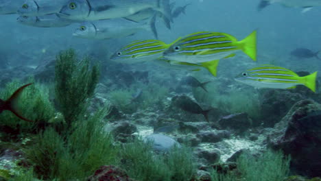 aquatic-shot-of-colorful-shoal