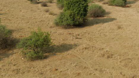 Lone-Zebra-standing-alone-between-trees-in-the-wild-on-a-winters-grass-plain