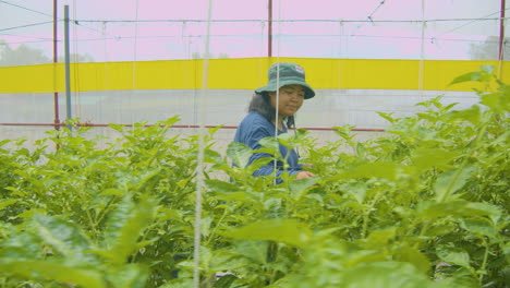 Side-Shot-Of-An-Asian-Female-Farmer-Walking-And-Checking-Plants-Inside-A-Green-House
