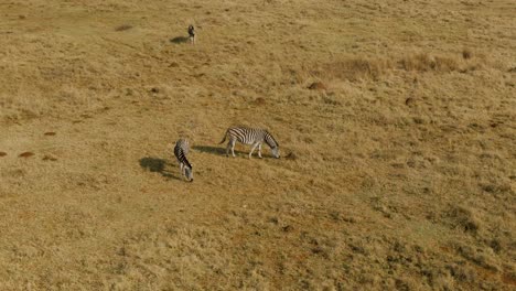 Two-Zebra's-grazing-on-winters-grass-in-the-wild-cold-windy-morning