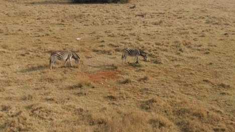 Two-Zebra's-grazing-on-winter-grass-in-the-wild-very-dry