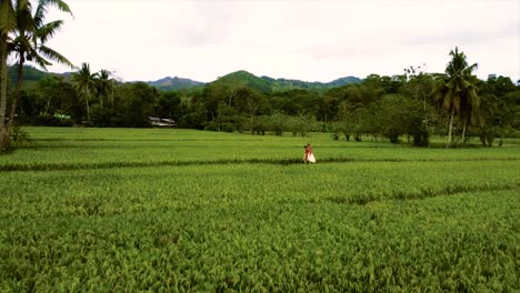 drone-shot-of-a-man-carrying-a-woman-on-his-back-in-a-green-field-rice-filed