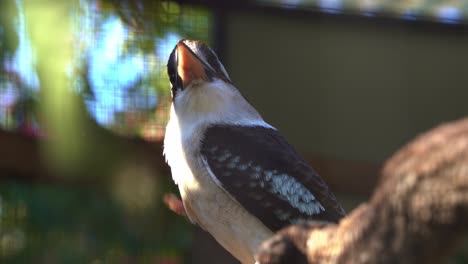 In-Australien-Heimische-Vogelarten,-Nahaufnahme-Eines-Lachenden-Kookaburra,-Dacelo-Novaeguineae,-Der-Auf-Dem-Ast-Sitzt-Und-Sich-Um-Die-Umgebung-Wundert
