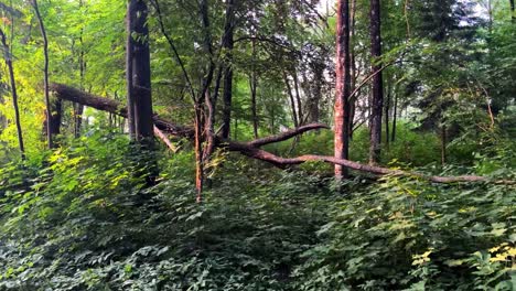 Blick-Auf-Den-Dichten-Wald-Mit-Einem-Gebrochenen-Umgestürzten-Baum-Nach-Dem-Sturm-Mitten-Im-Grünen-Wald