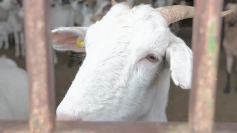 Very-close-closeup-of-a-white-goat