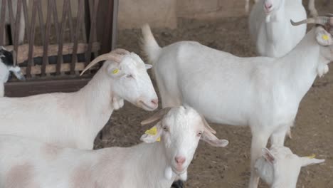 Several-white-goats-looking-at-camera
