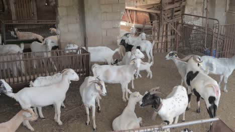 Herd-of-goats-in-a-corral