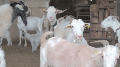 Several-brown-and-white-goats-looking-at-camera-in-a-corral