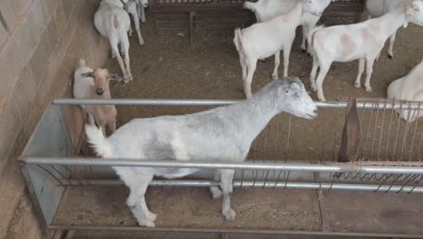 Gray-goat-stuck-inside-a-trough
