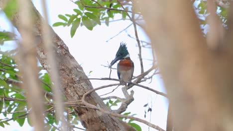 Amazon-kingfisher-on-the-lookout-for-prey