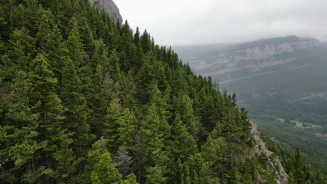 Fly-By-of-Pine-Trees-on-the-Side-of-a-Mountain