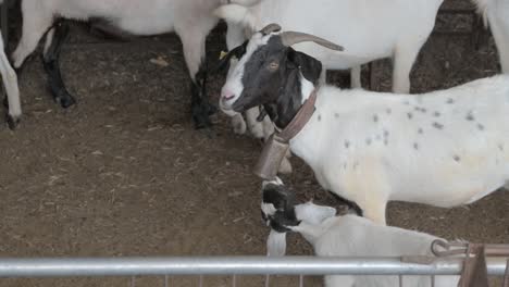 Black-and-white-goat-with-cowbell-and-with-a-baby-goat-in-a-corral