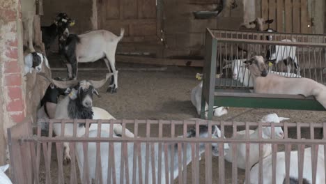 Goat-herd-resting-in-a-corral-on-a-farm