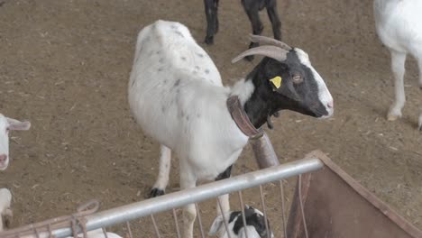 White-and-black-goat-looking-at-camera