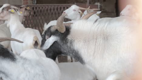 Male-goat-with-big-horns-in-a-corral