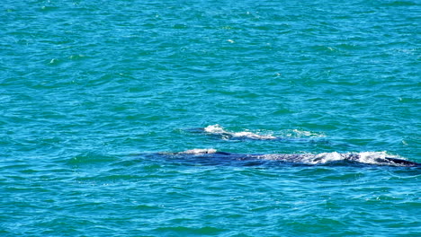 Southern-right-whale-mom-and-calf-pair-together-at-surface,-Hermanus