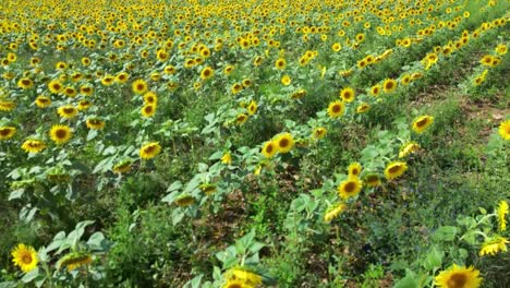 Gelbe-Sonnenblumen-In-Voller-Blüte,-In-Reihen-Gepflanzt,-Luftaufnahme