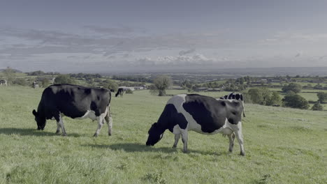Holsteinfriesische-Kühe-Grasen-An-Einem-Sonnigen-Tag-Auf-Grünem-Gras-Auf-Einem-Hügel-In-Den-Derbyshire-Dales