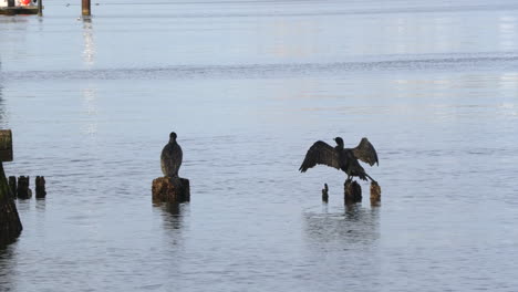 Cormorants-stand-on-the-wooden-poles-and-dry-their-feathers