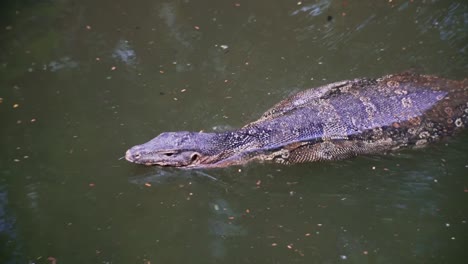Asian-Water-Monitor-Lizard-Swimming-In-Bangkok-Thailand-Lumpini-Park