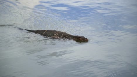 Komodo-Waran,-Asian-water-monitor-swimming-in-the-Lumpini-Park-in-Bangkok-Thailand