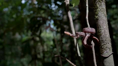 Zeitlupe-Einer-Auffallenden-Amazonas-Baumboa