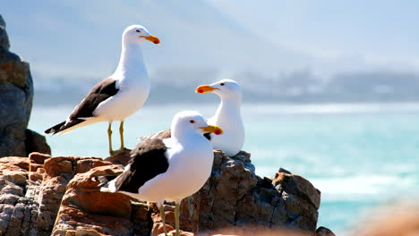 Three-Cape-gulls-Larus-dominicanus-basking-in-sun-on-rocks-on-coastline,-tele