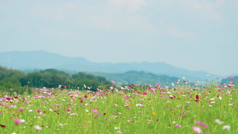 Cosmos-Flower-Field-in-Bloom-with-Blue-Mountains-in-Backdrop---Natural-Scenic-Summer-Landscape-Background