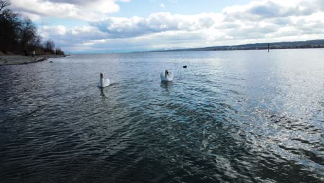 Konstanz,-Bodensee,-Swan,-Nature,-Germany,-Tourism,-Alps,-Water,-Animals