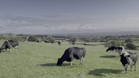 Holsteinfriesische-Kühe-Grasen-An-Einem-Sonnigen-Tag-Auf-Grünem-Gras-Auf-Einem-Hügel-In-Den-Derbyshire-Dales
