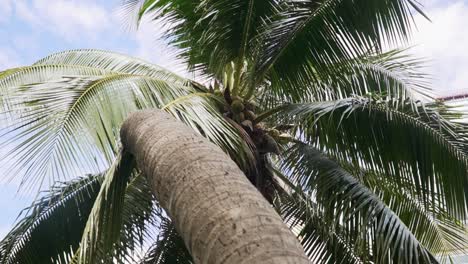 Tropical-Coconut-Palm-Tree-Towering-Over-