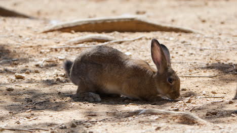 Europäisches-Kaninchen-Frisst-In-Einer-Verlassenen-Gegend-Mit-Hintergrundbeleuchtung-Im-Hellen-Sommersonnenlicht,-Füttert-Hasen-Oder-Sucht-Nach-Futter-Beim-Gehen-Auf-Rotbraunem-Boden---Nahaufnahme