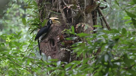 Clinging-on-the-side-of-the-tree,-a-male-Oriental-Pied-Hornbill-Anthracoceros-albirostris-regurgitates-food-from-its-mouth-and-gives-it-to-its-mate-inside-its-nest-in-Khao-Yai-National-Park,-Thailand