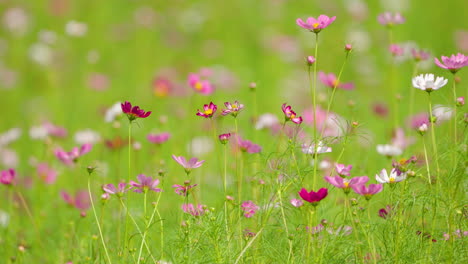 Kosmos-Blumenfeld-In-Voller-Blüte-In-Anseong-Ackerland,-Südkorea---Statischer-Naturhintergrund