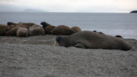 Walrus-joining-the-colony-after-wobbling-is-way-up-from-the-water