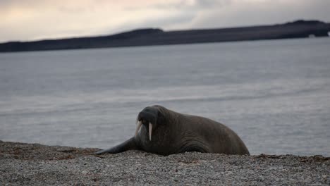 One-walrus-wobbling-his-way-from-the-water-to-the-beach