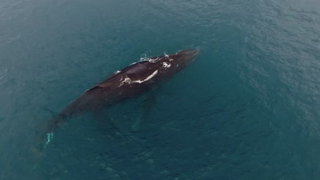 Overhead-Hover-View-of-Humpback-Whale-with-Calf-Feeding-in-Blue-Water-Surface