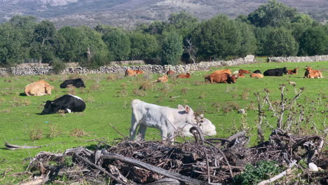 White-Calf-Grazes-in-Spanish-Meadows,-Herd-Behind