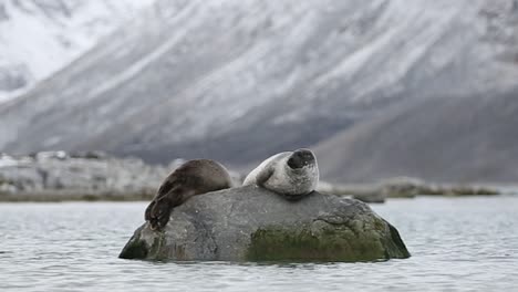 Two-Harbor-Seal-on-a-rock-looking-at-opposite-directions