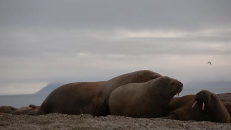 A-big-walrus-individual-wobbling-on-the-beach-towards-other-walruses