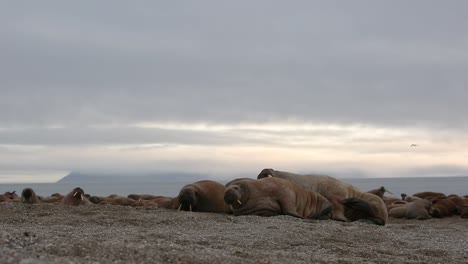 Walrus-laying-on-the-beach-with-other-individuals-while-scratching-its-belly