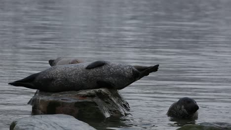 A-group-of-Harbor-seals-playing