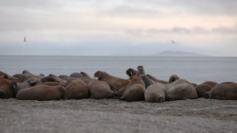A-group-of-walruses-lying-on-a-beach-together-while-two-raise-their-heads-and-birds-flying-around-above-them