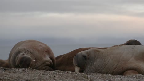 Two-walruses-laying-on-the-beach-close-up