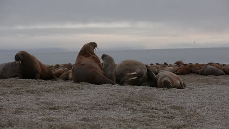 Walruses-in-a-group-on-a-beach