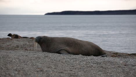 Walrus-wobbling-his-way-from-the-water-to-the-beach-while-looking-around-and-birds-are-flying-over