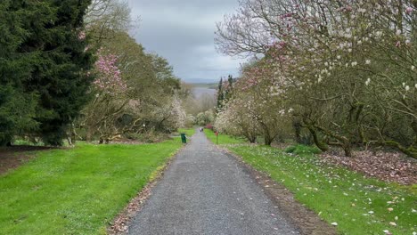 Blustery-overcast-autumn-day-on-carriage-path-in-Irish-countryside